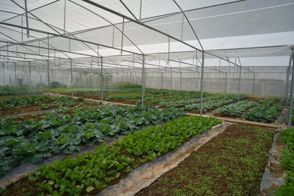  Vườn rau “tự canh tác” của anh em người lao động Nhà máy Thủy điện Hủa Na